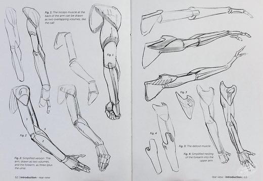 【中商原版】Morpho: Simplified Forms: Anatomy for Artists 英文原版 简单的样式：艺术家的解剖学 人体素描 绘画 商品图7