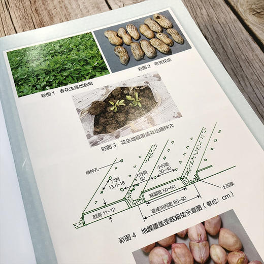 粮油经济作物高效栽培丛书 油菜优质高产问答 第2二版 何永梅 张有民 王迪轩 油菜高效栽培种植技术大全 科学种植油菜书籍 商品图3