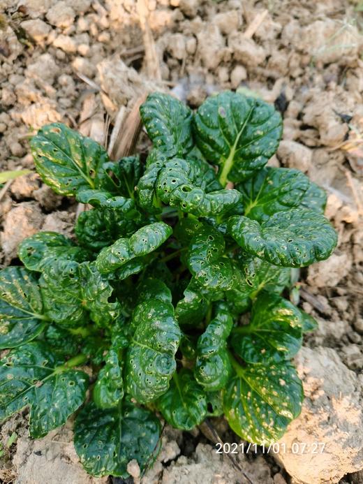 乌塌菜（有苔） 商品图2