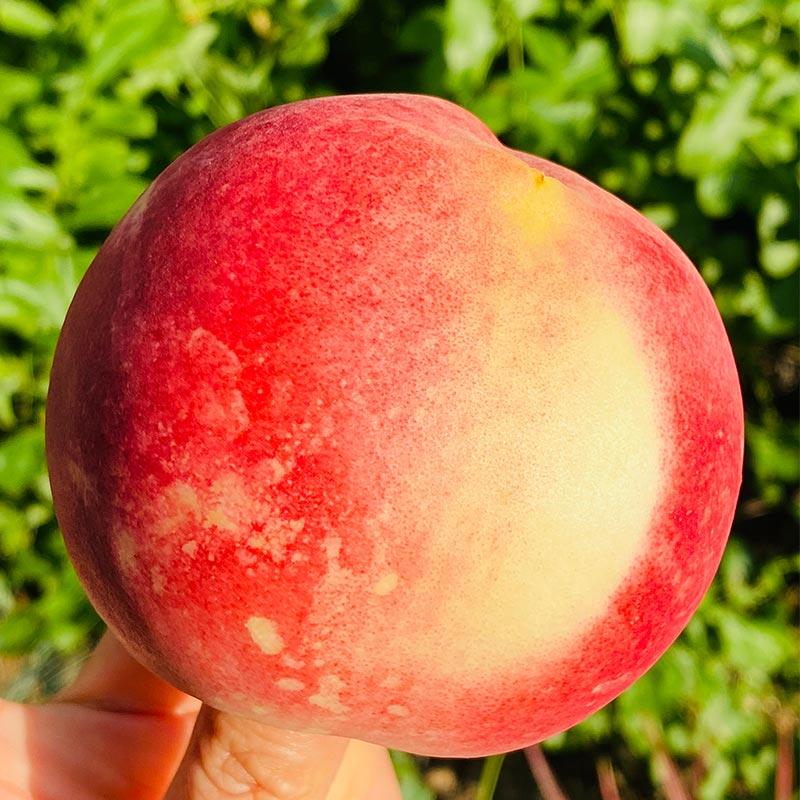 屿田有机雪山翠桃 | 雪山蜜桃上市了,生长于3000米原生态高原地区