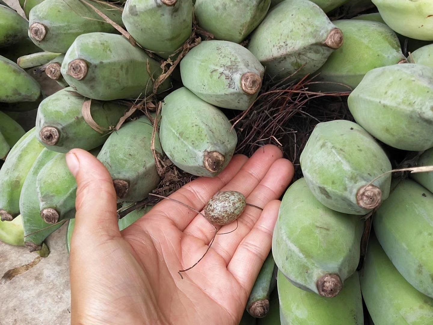 生态芭蕉/约5斤冬季可能有硬心不售后，介意勿拍