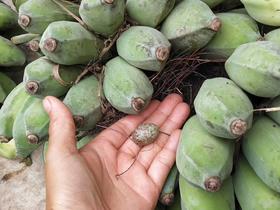 生态芭蕉/约5斤可能有硬心不售后，介意勿拍