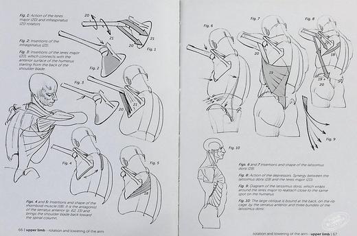 【中商原版】Morpho: Joint Forms and Muscular Functions 进口艺术 形态: 关节形式和肌肉功能 商品图7