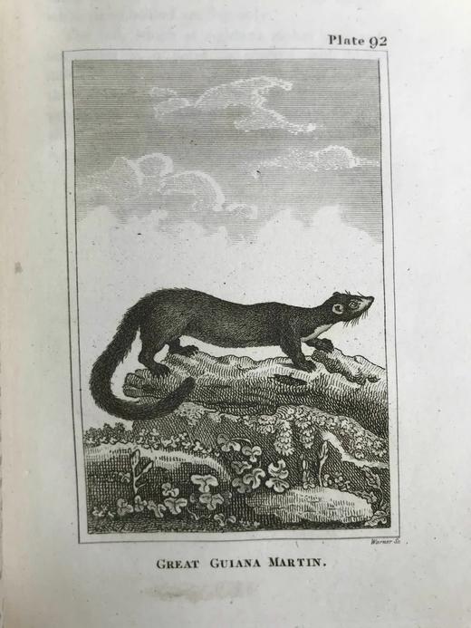 1812年 布封自然史（全20卷） 数百幅原品版画插图 全真皮精装大32开 商品图14