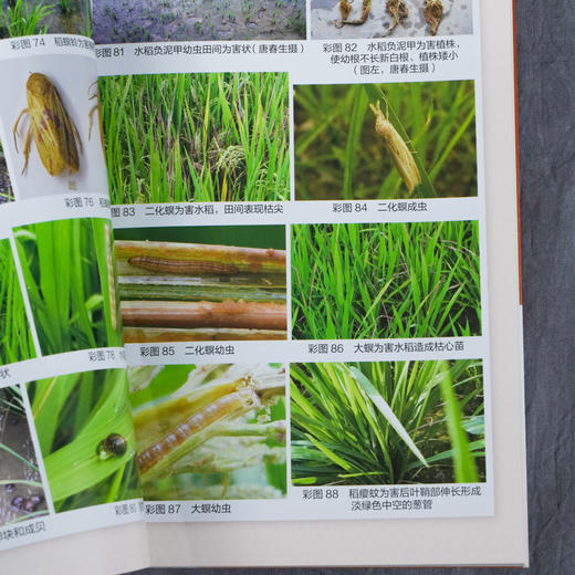 粮油经济作物高效栽培丛书 水稻优质高产问答 第2二版 水稻高效栽培种植技术大全 科学种植水稻书籍 水稻病虫害诊断 商品图5