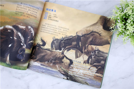 少儿读经典 动物王国  6-12岁青少年课外阅读书 哺乳动物鸟爬行动物两栖动物鱼无脊椎动物特征习性 了解动物知识动物王国科普书籍 商品图3