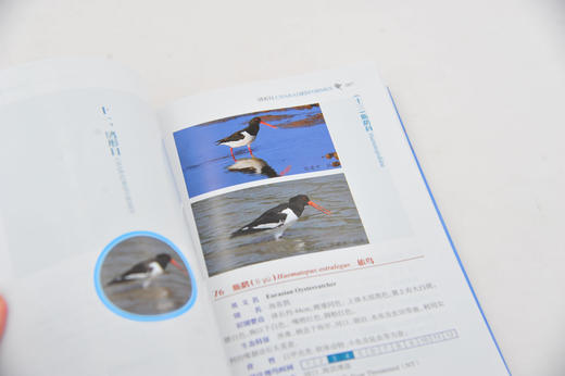 天津野鸟 常见野鸟图鉴 鸟类生态图片大全 鸟图鉴北京观鸟华北野鸟 鸟类摄影自然生态保护 大自然鸟类野外观鸟手册 野鸟科普书籍 商品图3