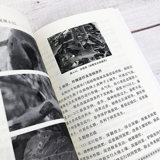 番茄生产一读通 西红柿优质栽培技术 番茄露地栽培番茄高效种植管理 番茄病虫害防治技术 专业菜农植保人员蔬菜企业技术人员参考书 商品图3