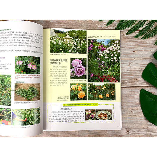 从零开始打造月季花园 横滨英国花园设计总监月季育种家河合伸志 月季花园营造指南 月季种植 打造月季花园从零开始月季养护一本通 商品图4