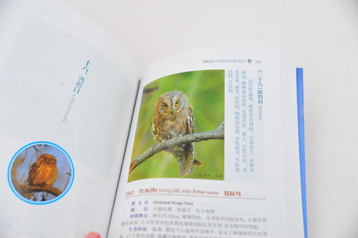 天津野鸟 常见野鸟图鉴 鸟类生态图片大全 鸟图鉴北京观鸟华北野鸟 鸟类摄影自然生态保护 大自然鸟类野外观鸟手册 野鸟科普书籍 商品图4