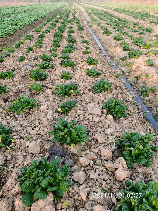 乌塌菜（有苔） 商品图3