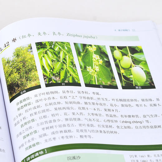 图说诗话鉴植物 植物图鉴 古诗词 辨识植物 植物的药用价值 植物环保价值 园林绿化设计栽培欣赏 同类或易混植物区别 植物学书籍 商品图4