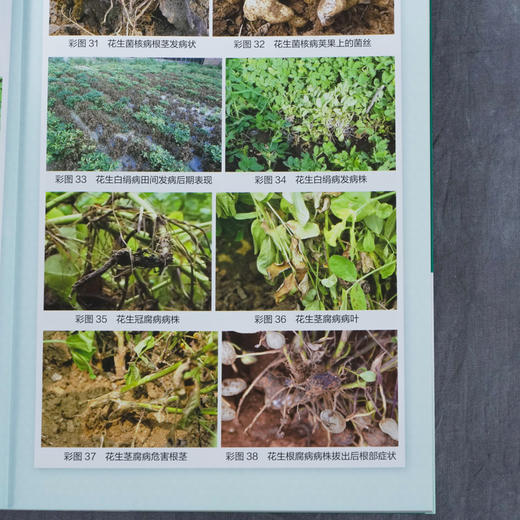 花生优质高产问答 第2二版 王迪轩 何永梅 张有民 粮油经济作物高效栽培丛书无公害花生农作物栽培种植技术方法病虫害防治施肥管理 商品图5