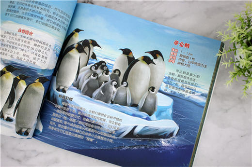 少儿读经典 动物王国  6-12岁青少年课外阅读书 哺乳动物鸟爬行动物两栖动物鱼无脊椎动物特征习性 了解动物知识动物王国科普书籍 商品图4