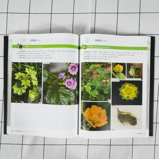 东北常见植物图谱 常见植物便携式百科全书 野外识别常见植物鉴别图册鉴定常见植物工具书植物奥秘植物志科种属种检索表速查一本通 商品图4