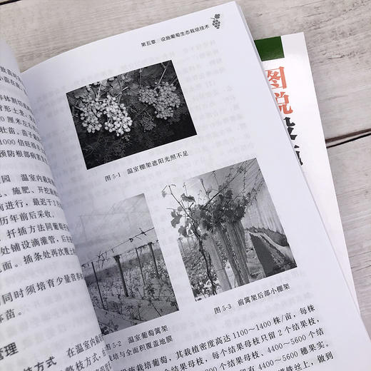 图说设施葡萄高效生态栽培技术 葡萄高效栽培技术 葡萄栽培设施建设 葡萄生物学特性 葡萄苗木培育设施葡萄生态栽培技术应用书籍 商品图3