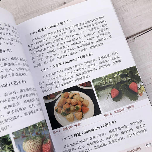 有机草莓栽培实用技术 第二版 有机草莓栽培技术入门 大棚温室科学种植养殖草莓教程 有机草莓生产过程病虫害防治书草莓高产栽培书 商品图3