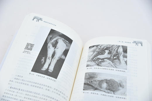 新农村快速致富宝典丛书 猪病防治新技术宝典 猪饲养员养殖户养猪技术大全 猪病诊治与用药减少疾病提高预防控制水平 图解猪病防治 商品图4