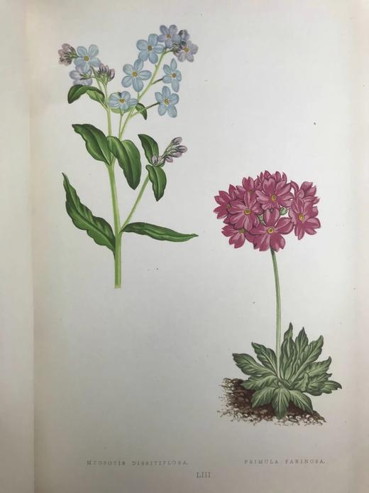 1874年 阿尔卑斯山植物图鉴 108页套色版画插图 真皮脊精装16开 商品图7