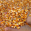 现磨玉米面/玉米糁  免费代磨  农家自种当季新玉米  吃谷物就要吃现磨的   不过度加工  营养价值高  细腻鲜香 商品缩略图5