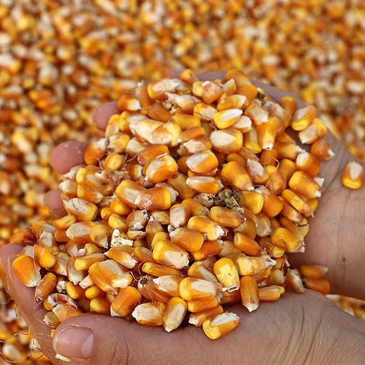 现磨玉米面/玉米糁  免费代磨  农家自种当季新玉米  吃谷物就要吃现磨的   不过度加工  营养价值高  细腻鲜香 商品图5