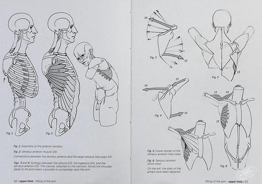 【中商原版】Morpho: Joint Forms and Muscular Functions 进口艺术 形态: 关节形式和肌肉功能 商品图6