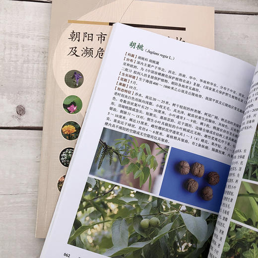 朝阳市外来入侵植物及濒危保护植物图鉴 国家保护植物名录 植物监测调查表格及规程 入侵植物 濒危保护植物 野生植物资源参考书籍 商品图4