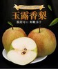 【时令鲜果 季节限定】山西隰县玉露香梨 鲜脆香甜 商品缩略图1