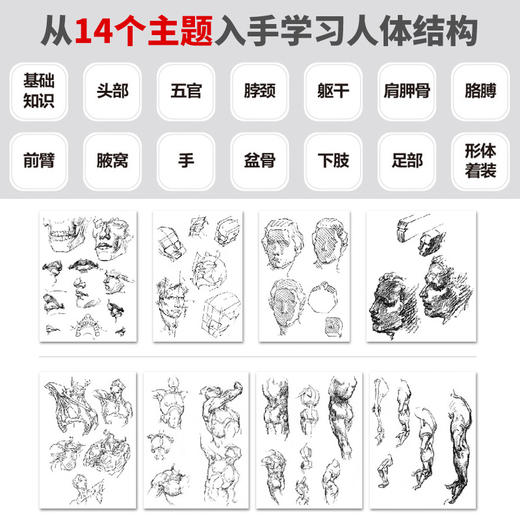 钻石版 乔治伯里曼人体结构绘画教程 人体结构速写素描绘画艺术教学 人物速写入门基础绘画临摹书籍 素描学习基础美术艺术手绘教材 商品图2