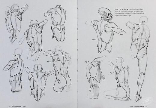 【中商原版】Morpho: Simplified Forms: Anatomy for Artists 英文原版 简单的样式：艺术家的解剖学 人体素描 绘画 商品图4