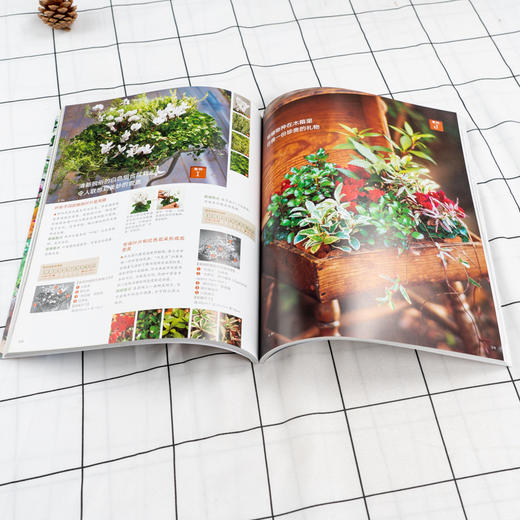 我的迷你花园 图解四季组合盆栽设计与制作 组合盆栽设计和制作方法书籍时令花材选择季节感色彩搭配技巧组合盆栽配色要领容器选择 商品图4