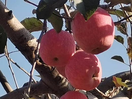 【一件代发】寺河山苹果 商品图4