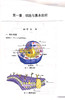 解剖学实训教程 基础与临床 高等卫生职业教育数字化教学创新规划教材 细胞与基本组织 陈晓杰 主编 9787117321556人民卫生出版社 商品缩略图4