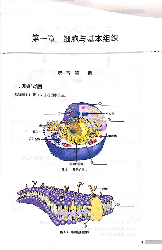 解剖学实训教程 基础与临床 高等卫生职业教育数字化教学创新规划教材 细胞与基本组织 陈晓杰 主编 9787117321556人民卫生出版社 商品图4