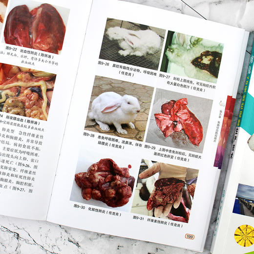 肉兔70天出栏配套生产技术 养兔技术 养兔技术书籍 全彩图解赠送视频 养兔生产者 兔群饲养管理技术 农业院校相关专业师生必选书籍 商品图4