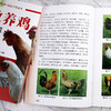 畜禽高效养殖全彩图解 视频示范丛书 高效养鸡全彩图解 视频示范 科学高效养鸡 养鸡技术 养鸡必备书籍 兽医 饲养管理人员应用书籍 商品缩略图4