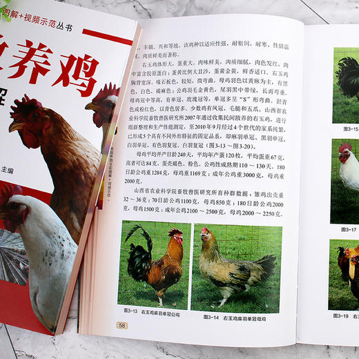 畜禽高效养殖全彩图解 视频示范丛书 高效养鸡全彩图解 视频示范 科学高效养鸡 养鸡技术 养鸡必备书籍 兽医 饲养管理人员应用书籍 商品图4