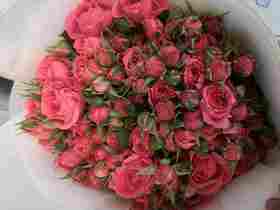 国产多头玫瑰-苏菲-10枝