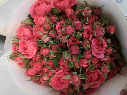 国产多头玫瑰-苏菲-10枝 商品图0