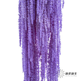 永生花材 ｜ 吊米水晶葡萄