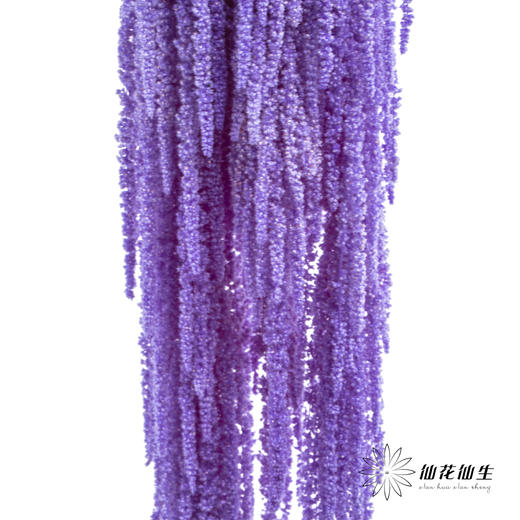 永生花材 ｜ 吊米水晶葡萄 商品图0