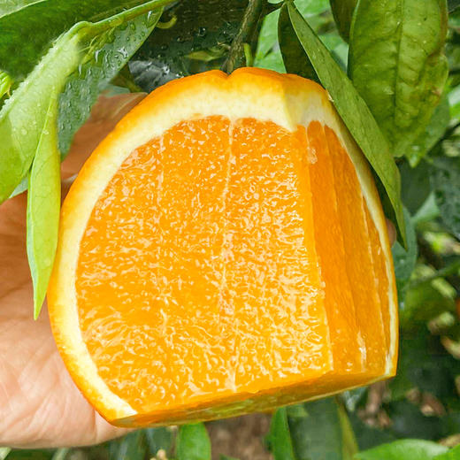 德邦快递赣南脐橙5斤赣南脐橙现摘现发果园直采新鲜水果橙子