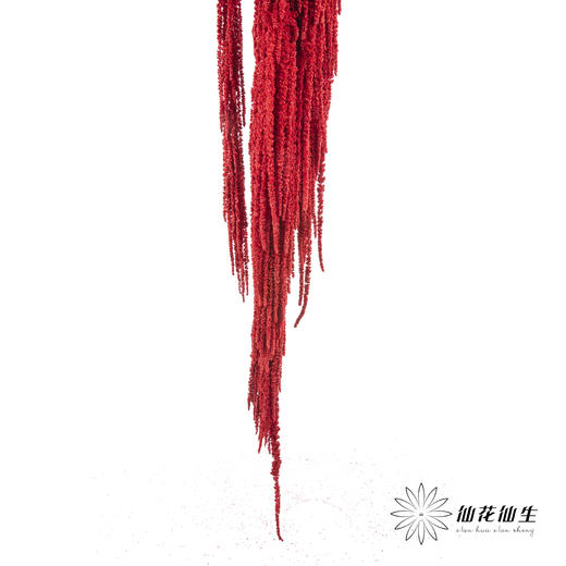 永生花材 ｜ 吊米红水晶 商品图3