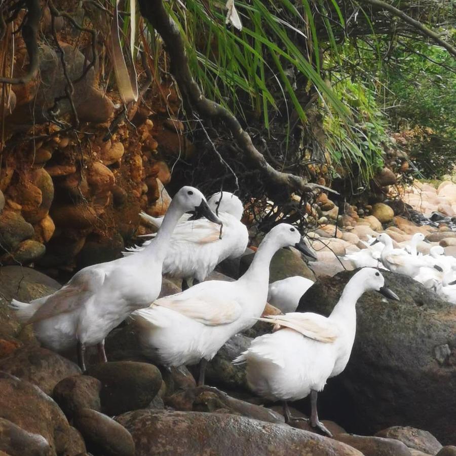 白鹭鸭养殖图片
