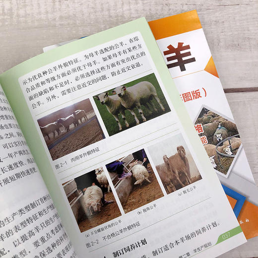 高效养羊一本通 彩图版 肉羊养殖书籍种草养羊技术 羊饲料原料加工贮藏及饲喂方法羊生产规划选种选配繁殖产羔管理饲养管理书籍 商品图4