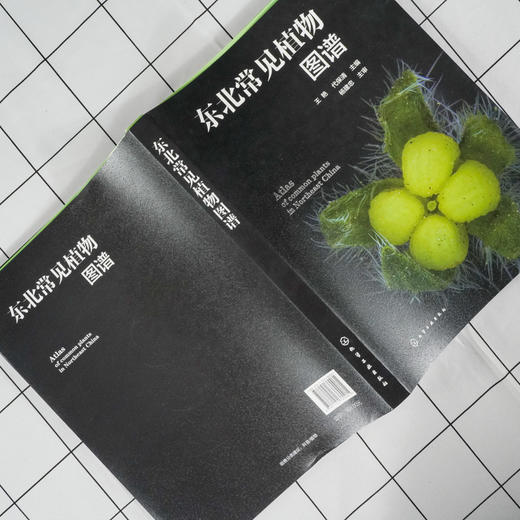 东北常见植物图谱 常见植物便携式百科全书 野外识别常见植物鉴别图册鉴定常见植物工具书植物奥秘植物志科种属种检索表速查一本通 商品图3