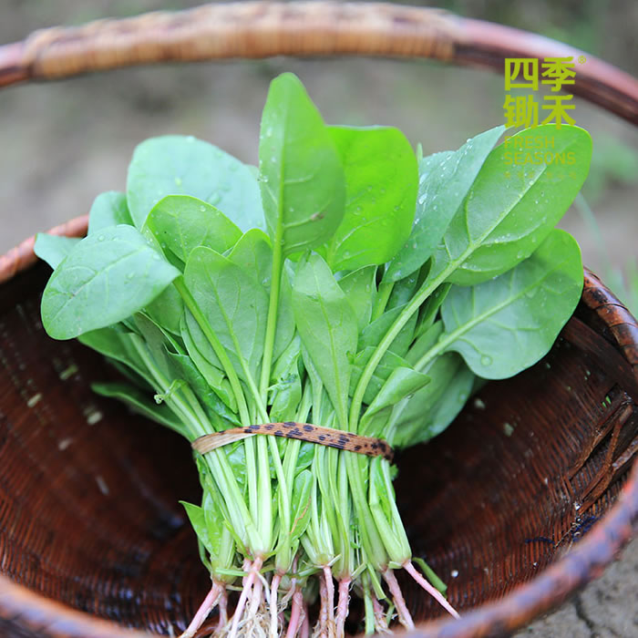 菠菜/老品种菠菜（400g）因季节原因，不用化肥的叶菜会略带苦味哦！