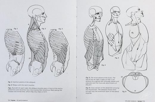 【中商原版】Morpho: Joint Forms and Muscular Functions 进口艺术 形态: 关节形式和肌肉功能 商品图5