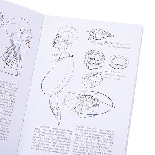 【中商原版】Morpho: Joint Forms and Muscular Functions 进口艺术 形态: 关节形式和肌肉功能 商品图3