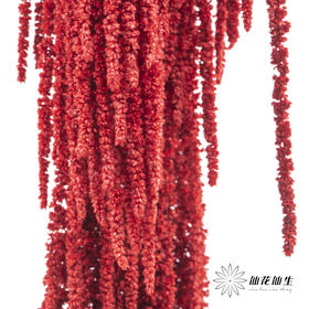 永生花材 ｜ 吊米红水晶